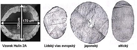 Srovnání vzorku s lidskymi vlasy Srovnání vzorku s lidskymi vlasy